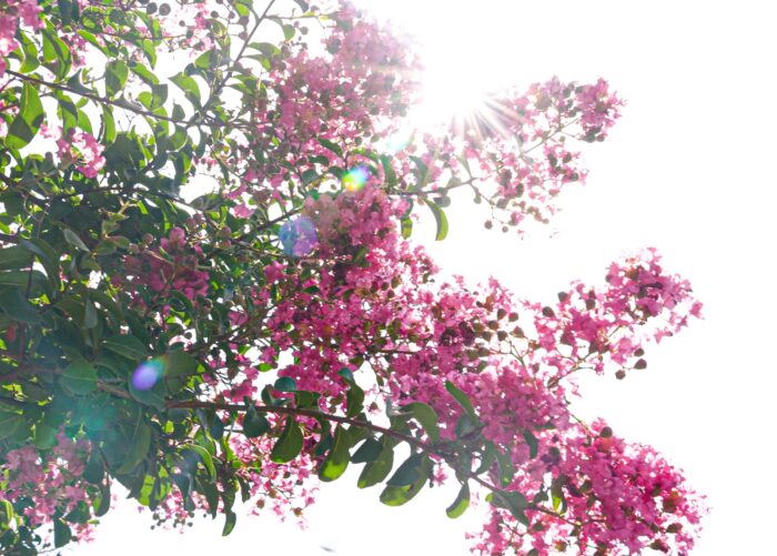 WHITE PINK Flower Tree Douglas Kalagian